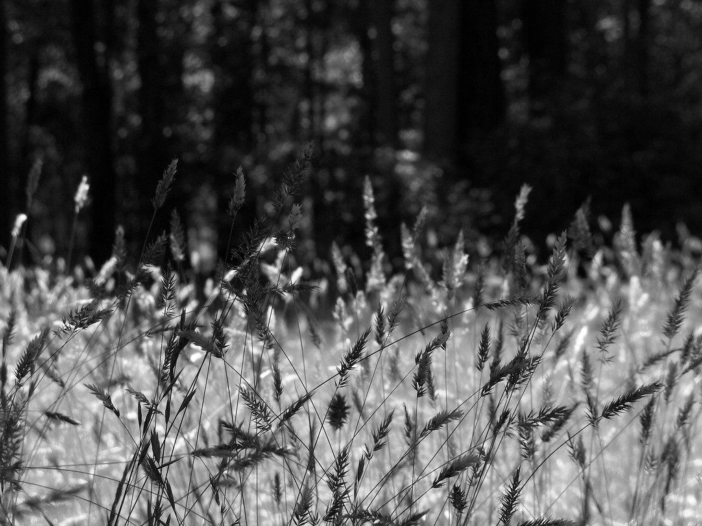Like a meadow... by marlboromaam