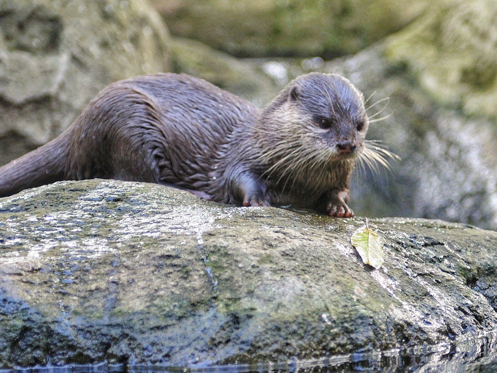 Sea otter.  by johnfalconer