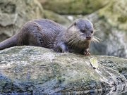 7th May 2021 - Sea otter. 