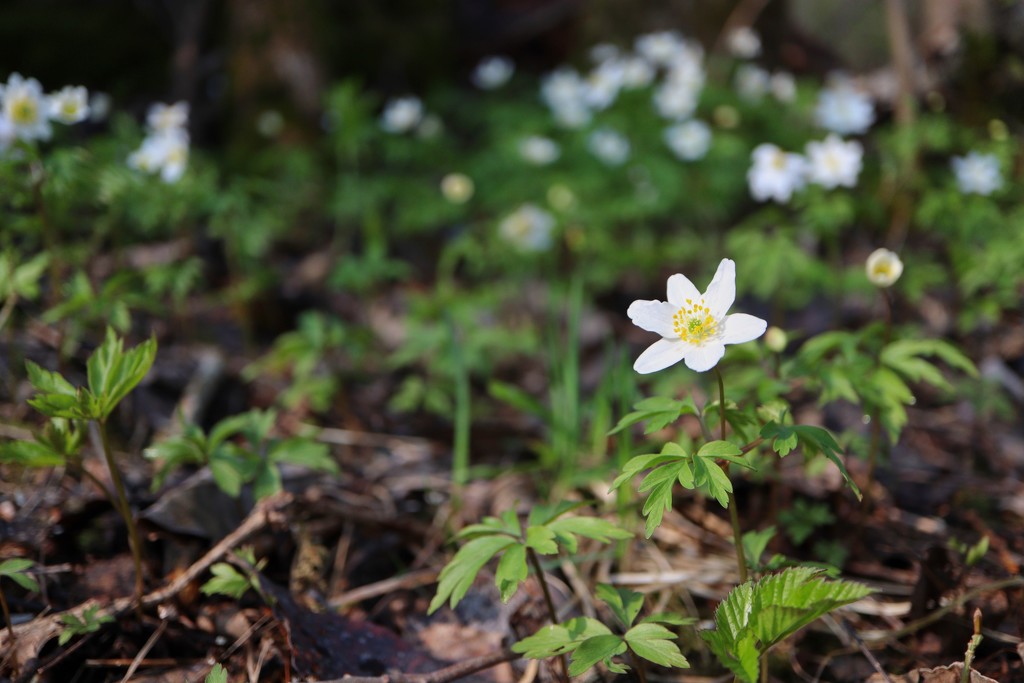 Wood Anemone by okvalle