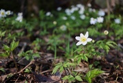 14th May 2021 - Wood Anemone