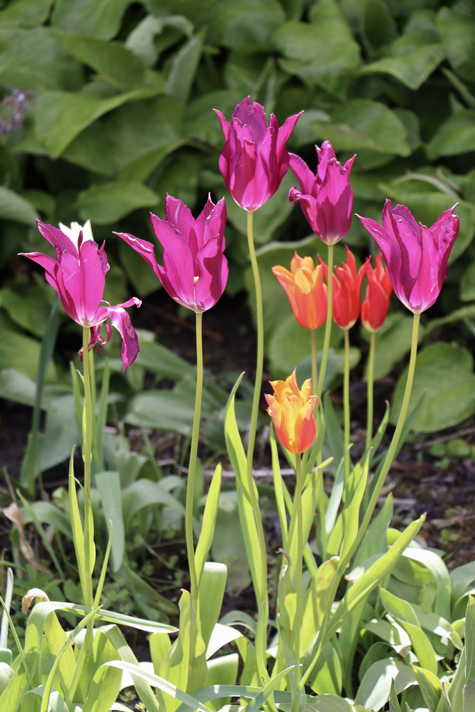 Pentecostal Tulips by daffodill