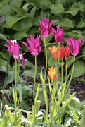 7th May 2021 - Pentecostal Tulips