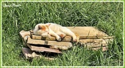 14th May 2021 - A Snooze in the Afternoon Sun