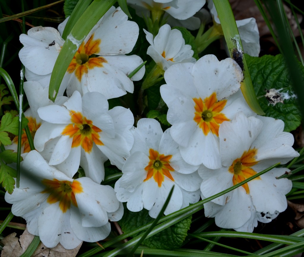 White Polyanthus by arkensiel