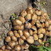 Mushroom galore see the blue flower by bruni