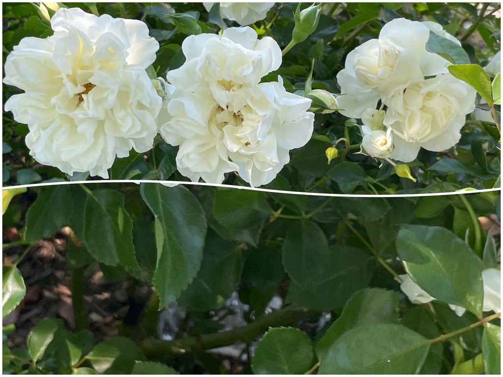White roses by shutterbug49