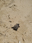 14th May 2021 - Tiny Turtle