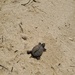 Tiny Turtle by jb030958
