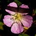 wild geranium by rminer