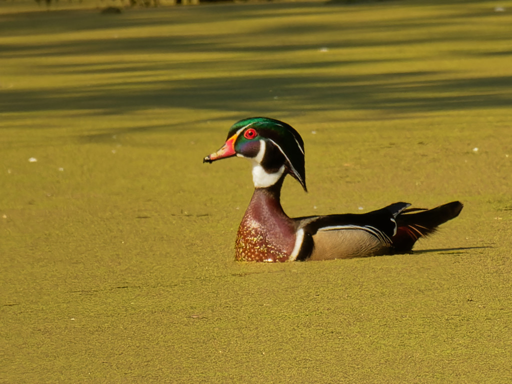 wood duck by rminer