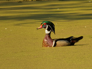 14th May 2021 - wood duck