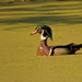 wood duck by rminer