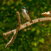 tree swallow by rminer