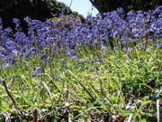 14th May 2021 - Just Bluebells