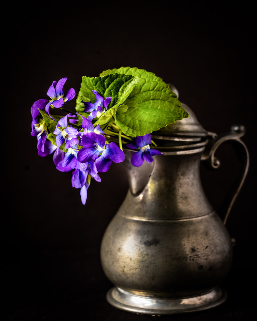 more posing violets by jernst1779