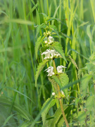 14th May 2021 - The white nettle
