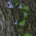 Virginia bluebells by rminer