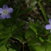 wild geranium  by rminer