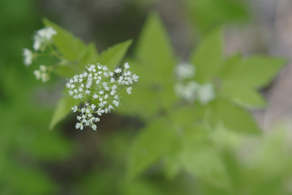 Aniseroot (Sweet Cicely) by rminer