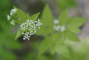 13th May 2021 - Aniseroot (Sweet Cicely)