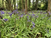 14th May 2021 - Bluebell Wood