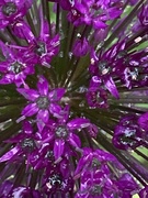 13th May 2021 - Allium Flower