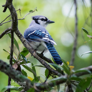 14th May 2021 - Bluejay hiding in the trees