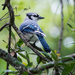 Bluejay hiding in the trees by photographycrazy