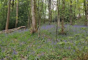 13th May 2021 - Bluebells