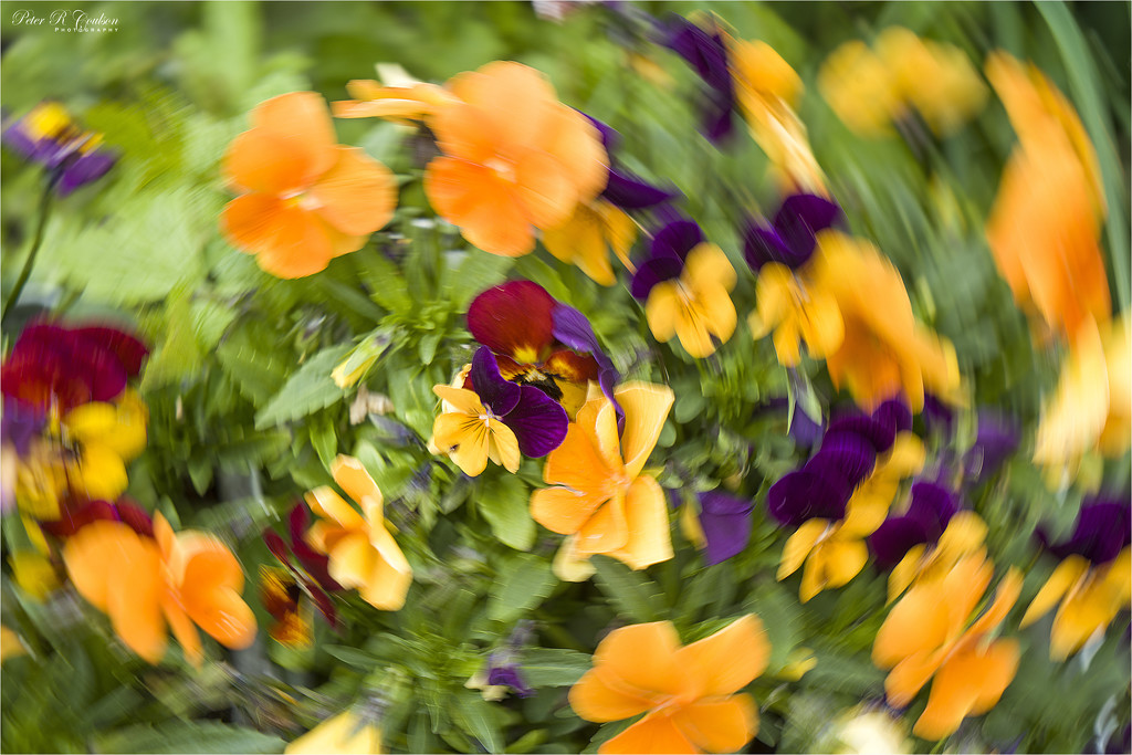 ICM Flowers by pcoulson