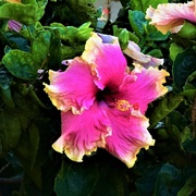 15th May 2021 -   A Beautiful Hibiscus ~   