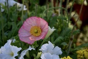 14th May 2021 - Poppies and pansies 