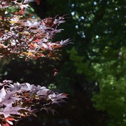 14th May 2021 - Japanese Red Maples 