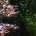Japanese Red Maples  by louannwarren