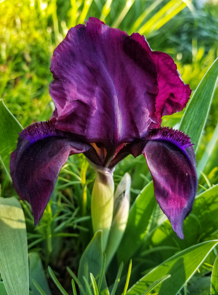 First iris to bloom by ljmanning