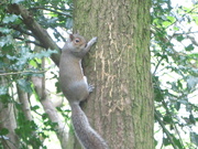 14th May 2021 - A Squirrel in the woods.