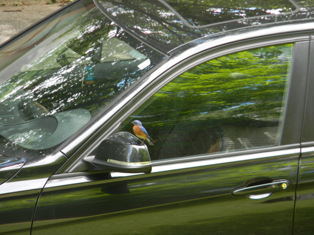 Bluebird on car mirror by sfeldphotos