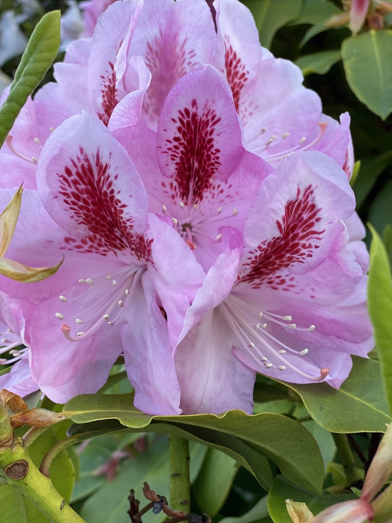 Spring Rhododendron  by clay88