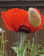 11th May 2021 - Poppy just opened