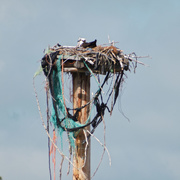 12th May 2021 - Osprey Nest
