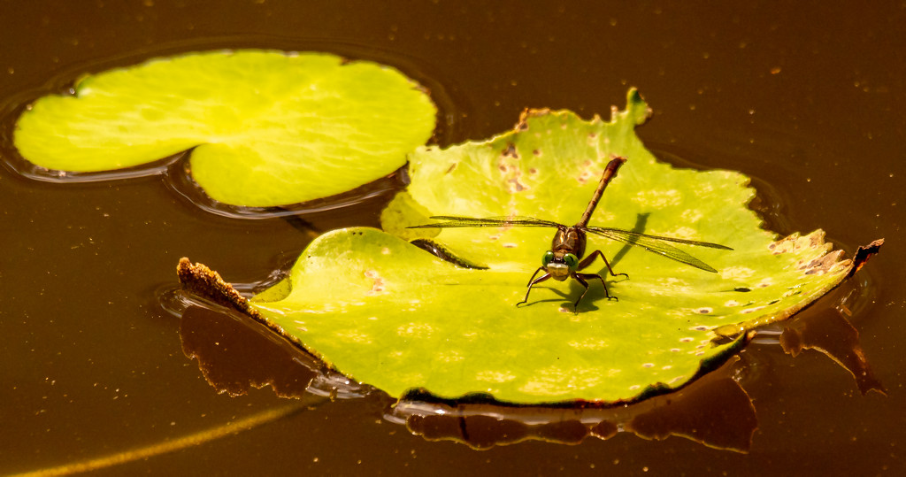 Dragonfly on the Lily Pad! by rickster549