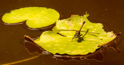 14th May 2021 - Dragonfly on the Lily Pad!
