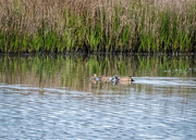 14th May 2021 - Lovely pair of Blue-winged Teal