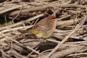9th May 2021 - Palm Warbler