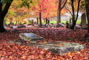 15th May 2021 - Autumn at the Cemetry