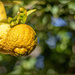 Cape Rough Skinned Lemon by ludwigsdiana