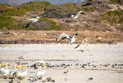 15th May 2021 - Pelican take off