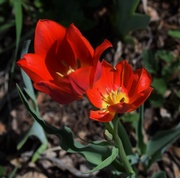 14th May 2021 - Anomaly Tulip blooming