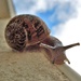 Can you see the snail's eye ? by etienne